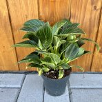 Filodendrón (Philodendron) ´BIRKIN´ - výška 15-20 cm, kont. C1L